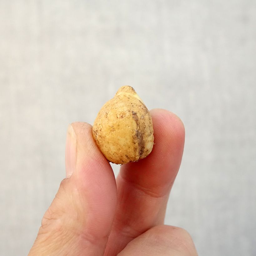 Exemplar von Hyacinthoides non-scripta - Atlantische Hasenglöckchen Zwiebel Kaliber/Größe 7+ wie im Herbst geliefert