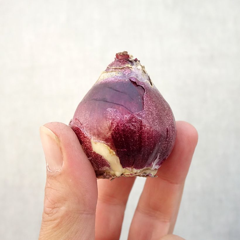 Exemplar von Hyazinthe General Kohler Zwiebel Kaliber/Größe 15/16 wie im Herbst geliefert