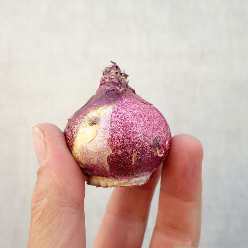 Exemplar von Hyazinthe Hollyhock Zwiebel Kaliber/Größe 15+ wie im Herbst geliefert