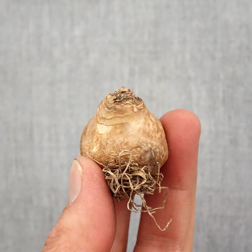 Exemplar von Galtonia viridiflora - Grünliche Sommerhyazinthe Zwiebel Kaliber/Größe 14 wie im Frühjahr geliefert