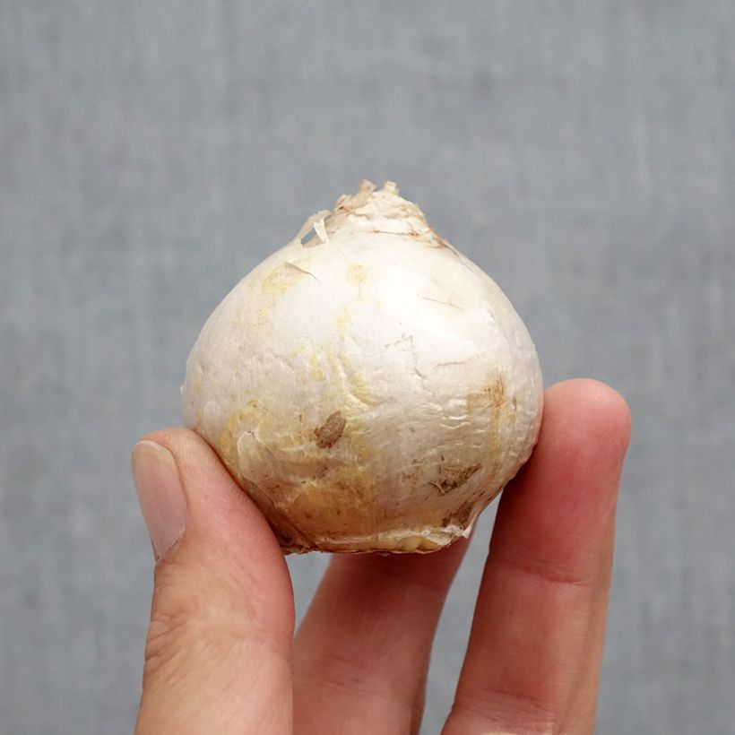 Exemplar von Hyazinthe Gipsy Princess Zwiebel Kaliber/Größe 18+ wie im Herbst geliefert