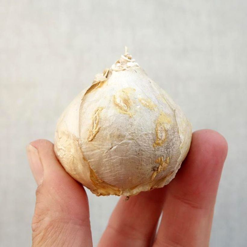 Exemplar von Hyazinthe Gipsy Queen Zwiebel Kaliber/Größe 18+ wie im Herbst geliefert