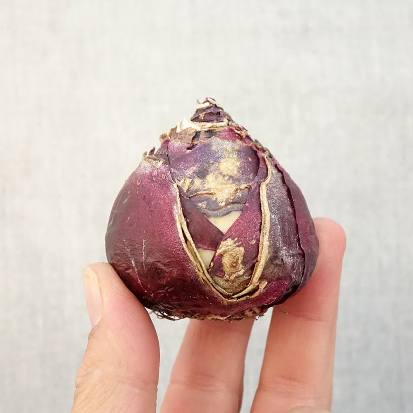 Exemplar von Hyazinthe Pink Pearl Zwiebel Kaliber/Größe 17+ wie im Herbst geliefert