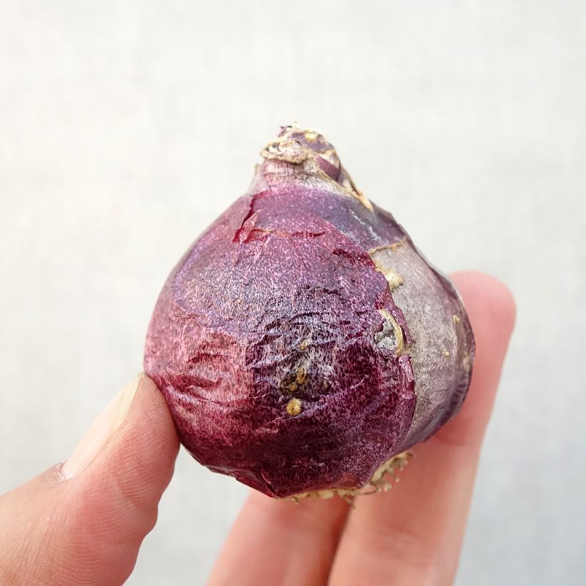 Exemplar von Hyazinthe Splendid Cornélia Zwiebel Kaliber/Größe 18+ wie im Herbst geliefert