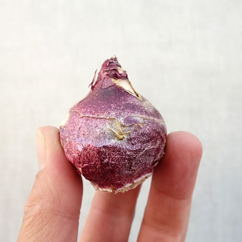 Exemplar von Hyazinthe Woodstock Zwiebel size 18+ wie im Herbst geliefert