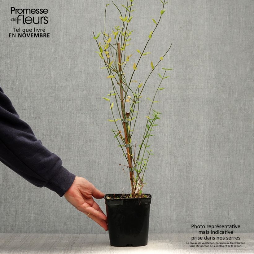 Exemplar von Jasminum beesianum - Rosa Jasmin Topf mit 2L/3L wie im Herbst geliefert