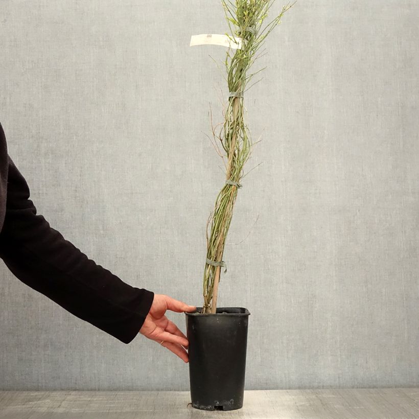 Example of Jasminum beesianum - Rosa Jasmin Topf mit 2L/3L as you get in printemps