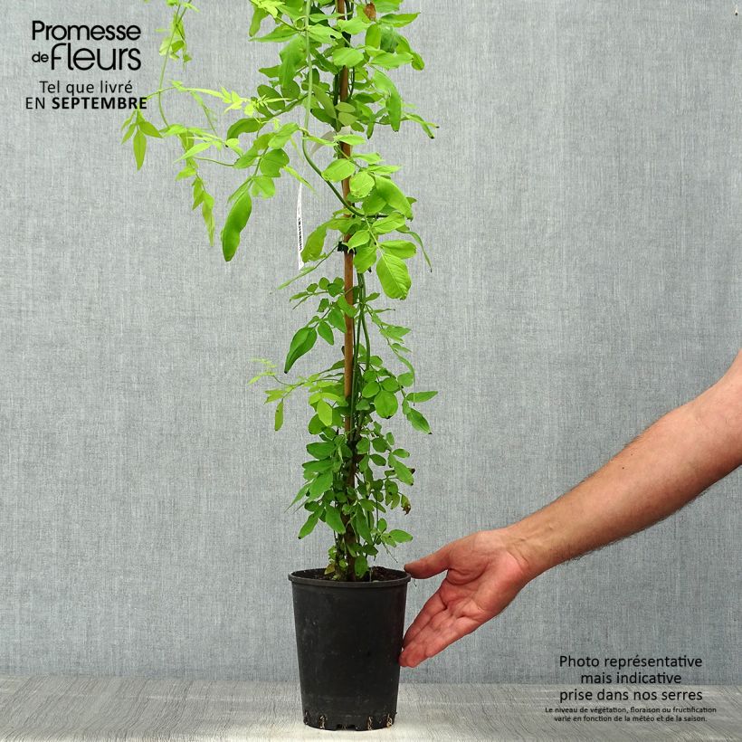 Exemplar von Jasminum officinalis Aureum - Echte Jasmin Topf mit 2L/3L wie im Herbst geliefert