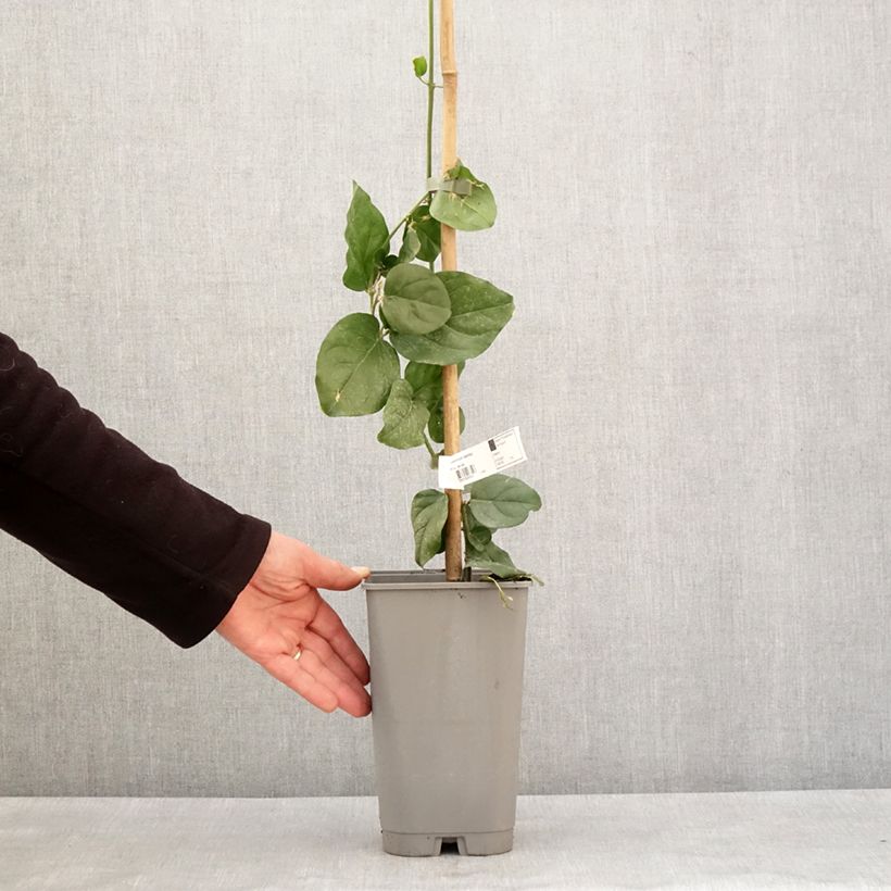 Exemplar von Jasminum sambac - Arabischer Jasmin Topf mit 2L/3L wie im Winter geliefert