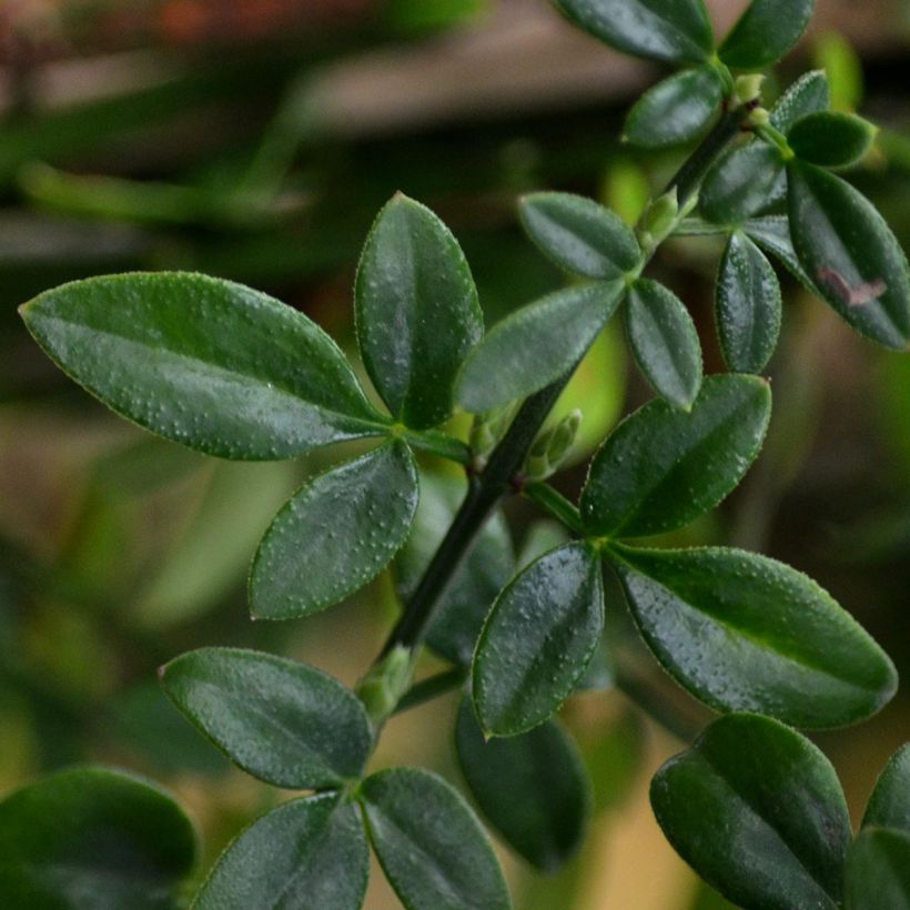 Jasminum nudiflorum - Winter-Jasmin (Foliage)