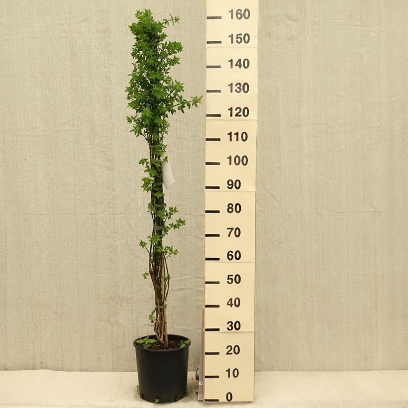 Example of Jasminum nudiflorum - Winter-Jasmin Topf mit 7,5L/10L as you get in printemps