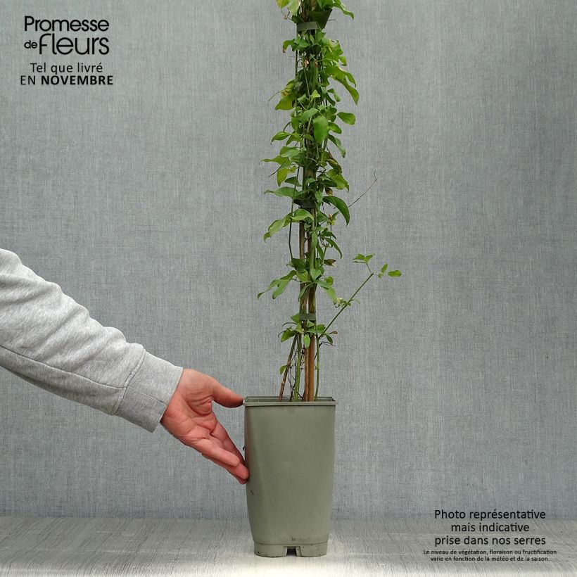 Exemplar von Jasminum azoricum - Azoren-Jasmin Topf mit 2L/3L wie im Herbst geliefert