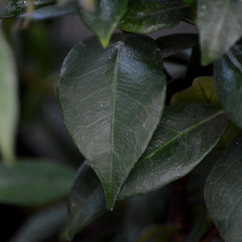 Sternjasmin - Trachelospermum jasminoides (Foliage)