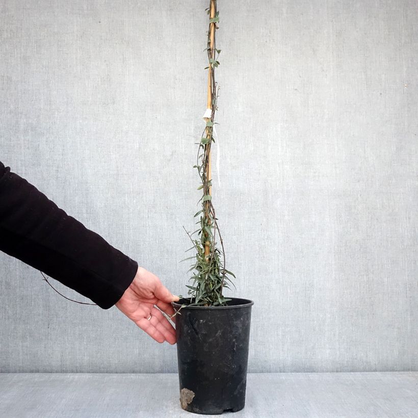 Exemplar von Sternjasmin Waterwheel - Trachelospermum Topf mit 3L/4L wie im Winter geliefert