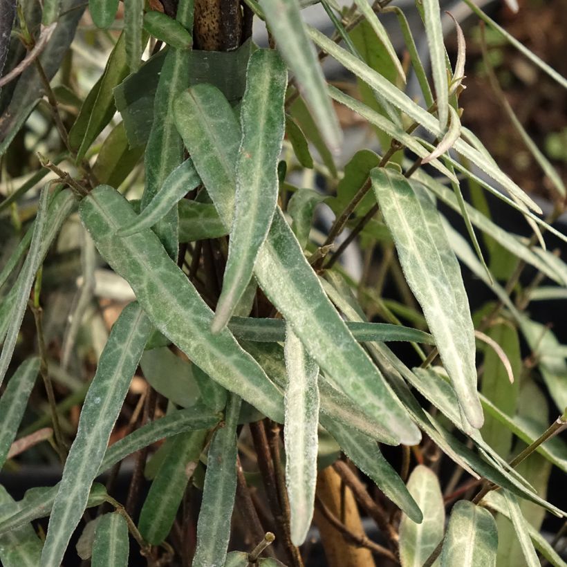 Sternjasmin Waterwheel - Trachelospermum (Laub)