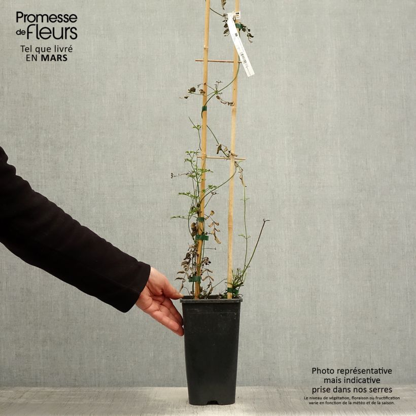 Example of Jasminum polyanthum - Zimmer-Jasmin Topf mit 2L/3L as you get in printemps