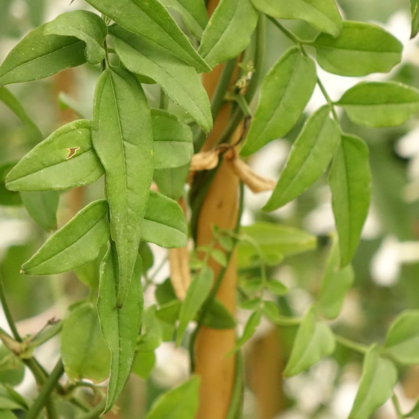 Jasminum polyanthum - Zimmer-Jasmin (Foliage)