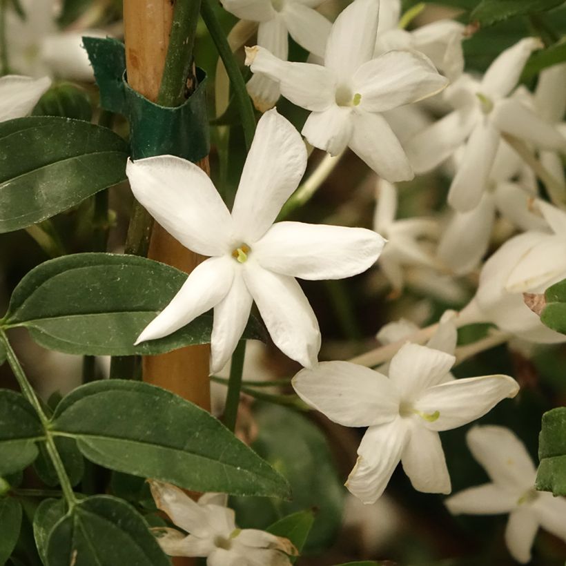 Jasminum polyanthum - Zimmer-Jasmin (Flowering)