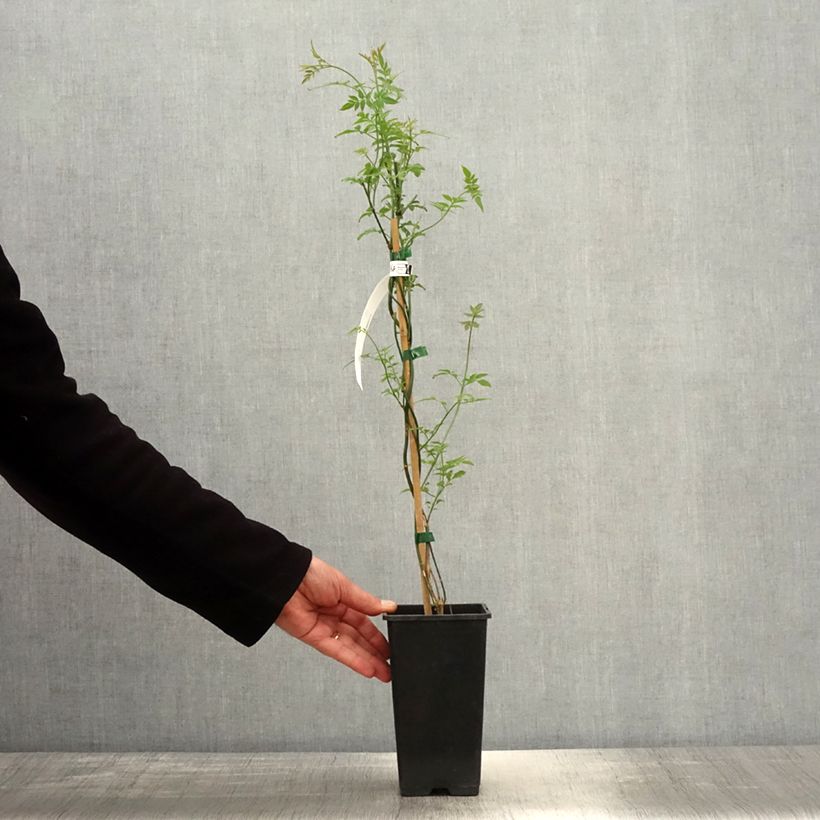 Example of Jasminum officinalis f. affine Affinis - Echte Jasmin Topf mit 1,5L/2L as you get in printemps