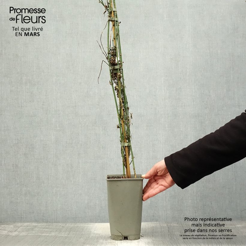 Example of Jasminum officinalis f. affine Affinis - Echte Jasmin Topf mit 3L/4L as you get in printemps