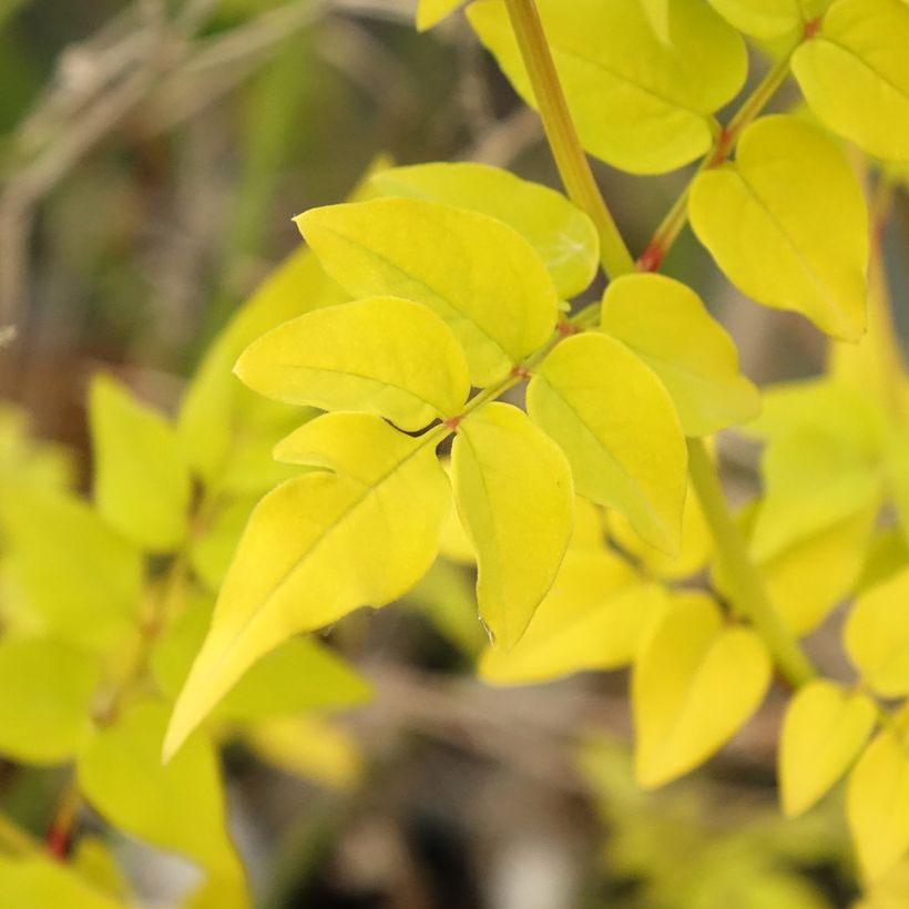 Jasminum officinalis Aureum - Echte Jasmin (Laub)
