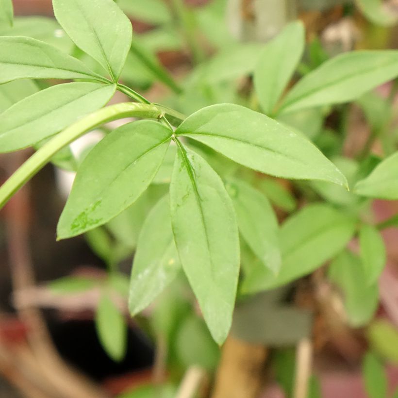 Jasminum mesnyi - Primel-Jasmin (Laub)