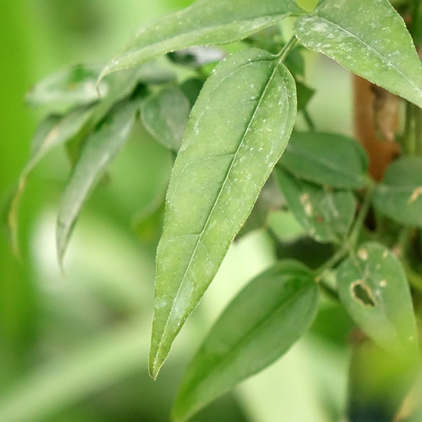 Jasminum Starry Night - Jasmin (Laub)