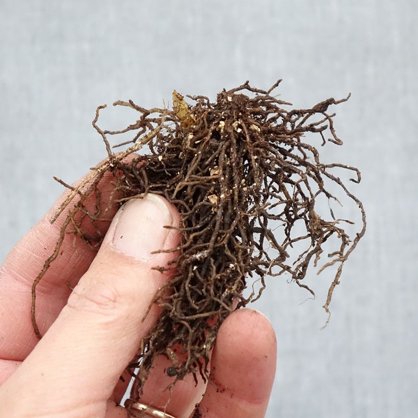 Exemplar von Jeffersonia diphylla - Feffersonie Wurzelnackt wie im Winter geliefert