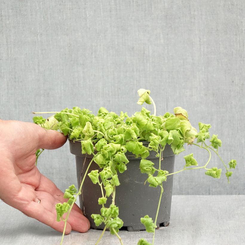 Example of Jiaogulan - Gynostemma pentaphyllum Topf mit 1,5L/2L as you get in ete