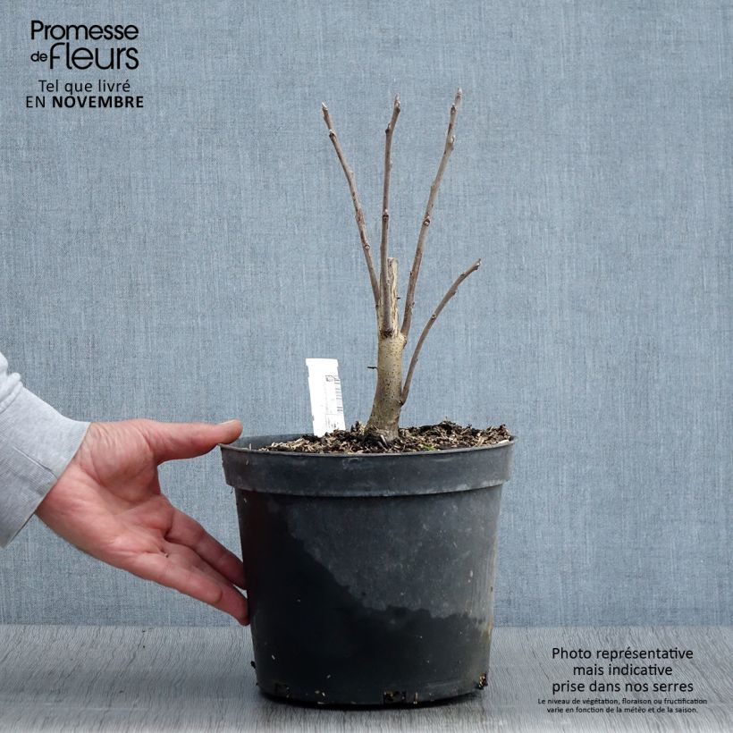 Exemplar von Juglans nigra - Noyer noir Pot de 4L/5L wie im Herbst geliefert