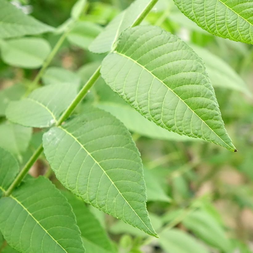 Schwarznuss - Juglans nigra (Foliage)