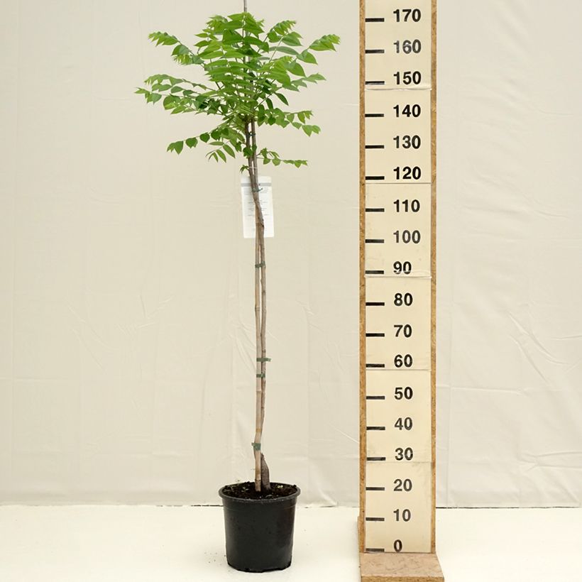 Example of Schwarznuss - Juglans nigra Topf mit 7,5L/10L as you get in printemps