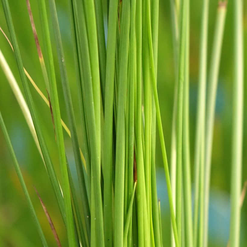 Juncus effusus - Flatter-Binse (Laub)