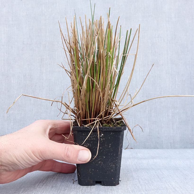 Exemplar von Juncus effusus - Jonc diffus Godet de 8/9 cm wie im Winter geliefert