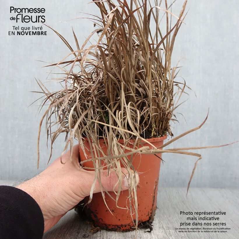Exemplar von Juncus ensifolius Pot de 1L/1,5L wie im Herbst geliefert