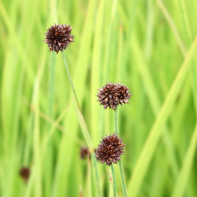 Juncus ensifolius - Schwertblättrige Binse (Blüte)