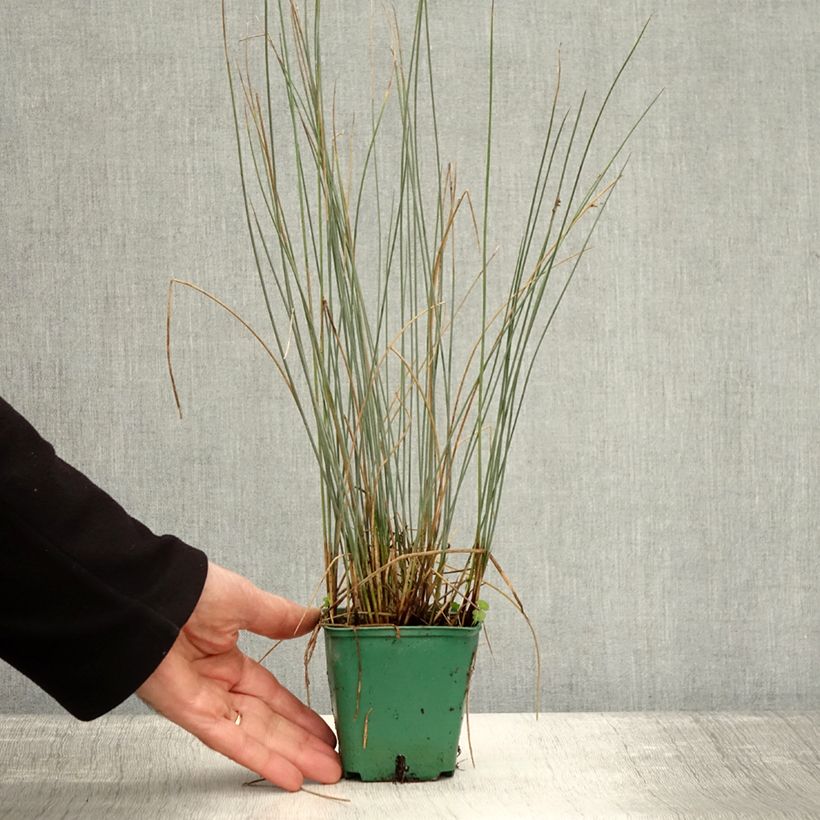 Exemplar von Juncus inflexus Blue Dart - Jonc glauque Godet de 8/9 cm wie im Herbst geliefert