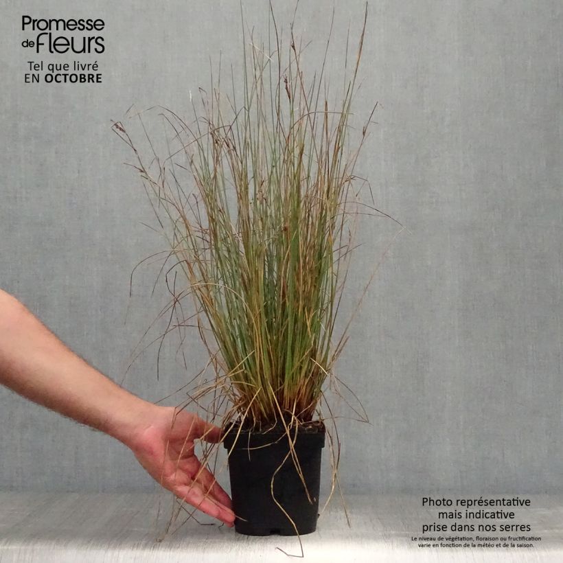 Exemplar von Juncus inflexus - Blaugrüne Binse Topf mit 2L/3L wie im Herbst geliefert