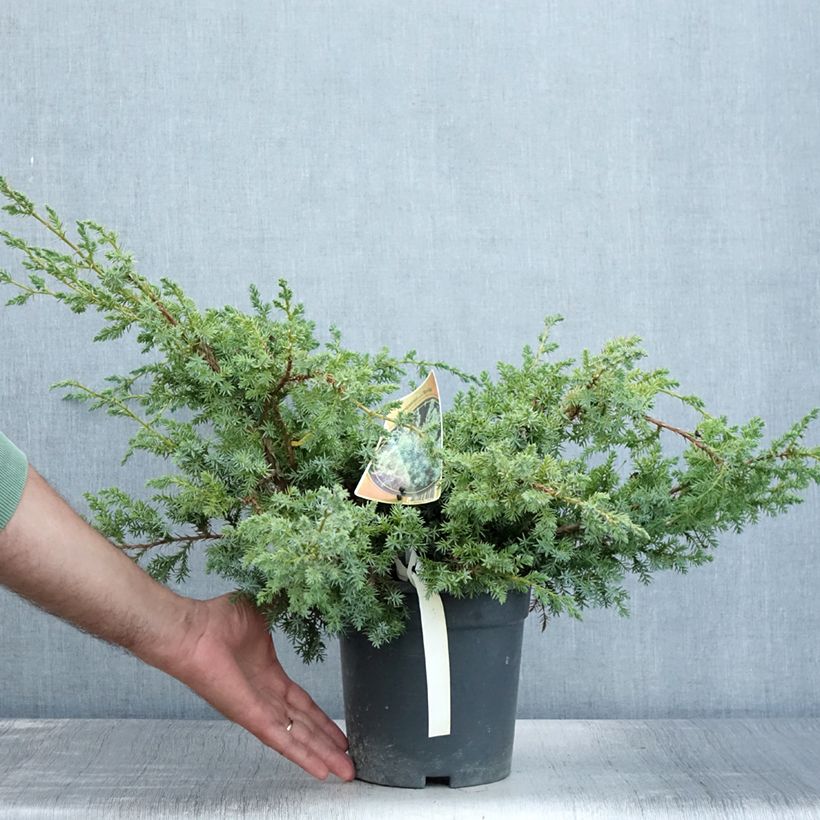 Exemplar von Juniperus chinensis Blue Alps Topf mit 2L/3L wie im Sommer geliefert