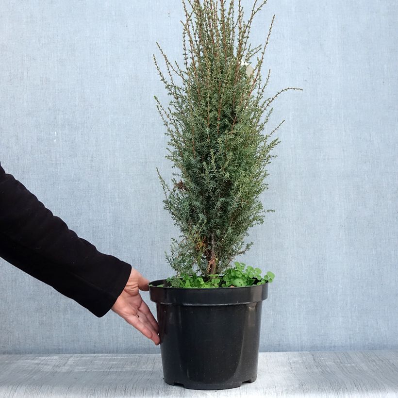 Exemplar von Juniperus communis Arnold Topf mit 7,5L/10L wie im Herbst geliefert