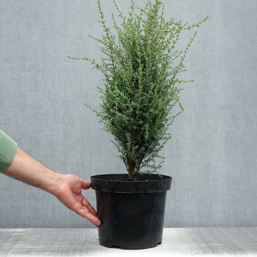 Exemplar von Juniperus communis Arnold Topf mit 7,5L/10L wie im Sommer geliefert