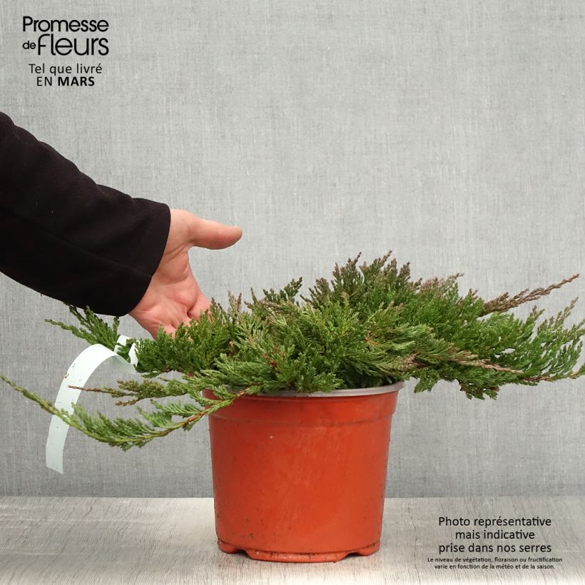 Example of Juniperus horizontalis Blue Chip Topf mit 2L/3L, Hochstamm as you get in printemps