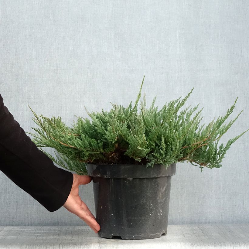 Exemplar von Juniperus horizontalis Blue Chip Topf mit 7,5L/10L, Hochstamm wie im Herbst geliefert