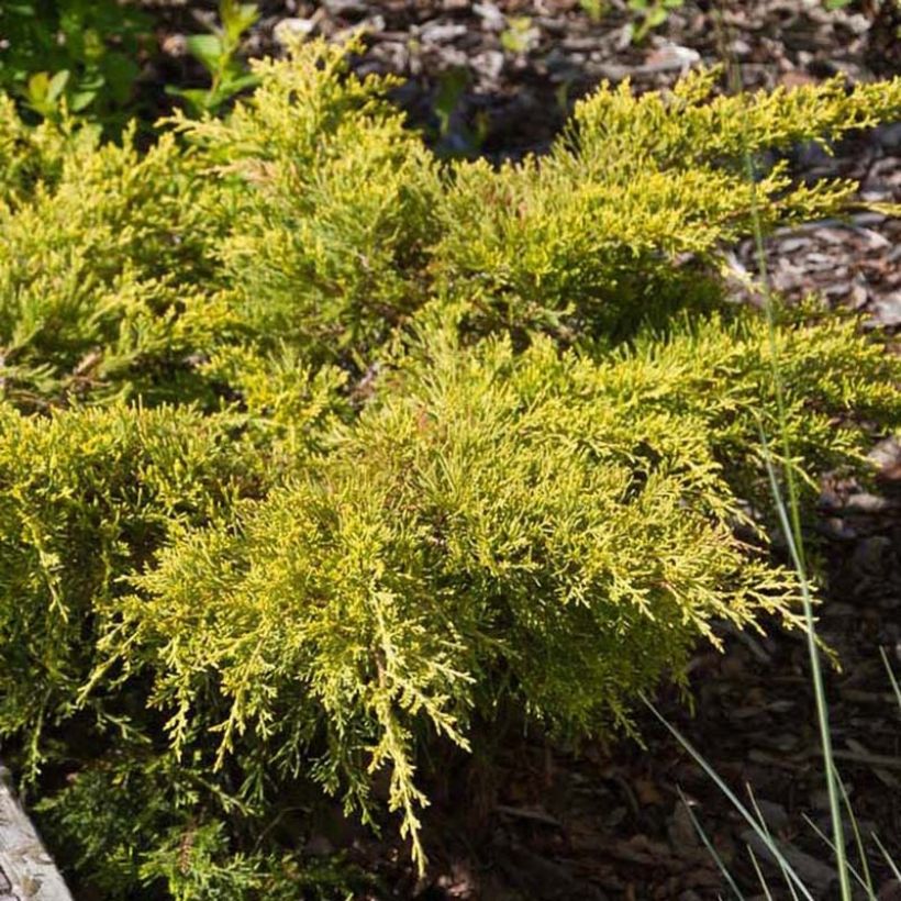 Juniperus pfitzeriana Goldkissen (Foliage)