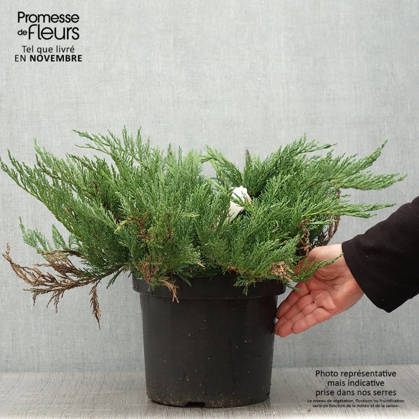 Exemplar von Juniperus sabina Tamariscifolia Topf mit 7,5L/10L wie im Herbst geliefert