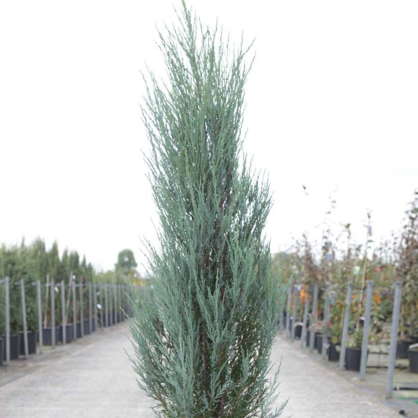 Juniperus scopulorum Blue Arrow (Wuchs)