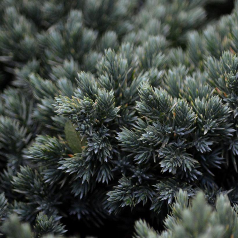 Juniperus squamata Blue Star (Foliage)
