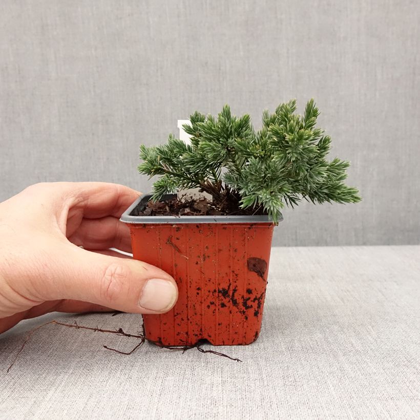 Exemplar von Juniperus squamata Blue Star - Genévrier écailleux Godet de 8/9 cm wie im Winter geliefert