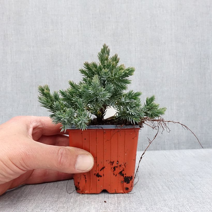 Example of Juniperus squamata Blue Star Kleine Töpfe von 8/9 cm as you get in printemps