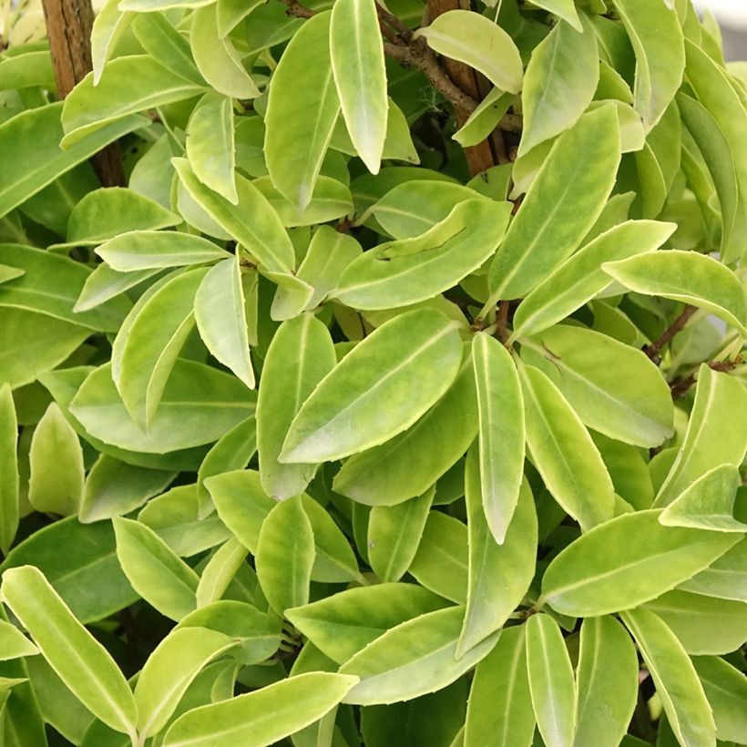 Kadsura japonica - Kugelfaden (Foliage)